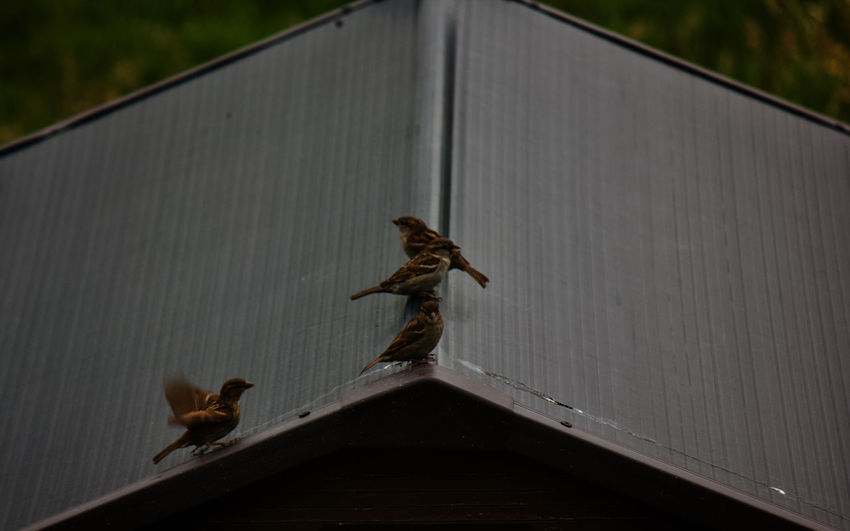 Low angle view of a bird on roof