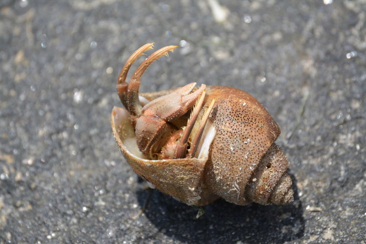 High angle view of hermit crab on rock