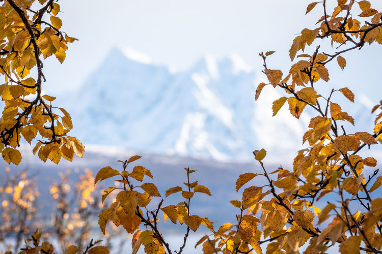 Autumn leaves on snow covered mountain against sky