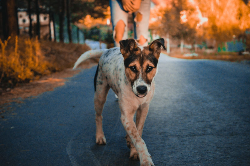 Portrait of dog standing on road in city