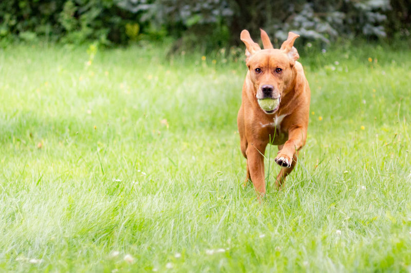 Portrait of brown dog with ball in mouth running on grassy field