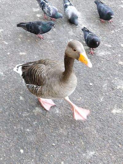 High angle view of mallard duck on street