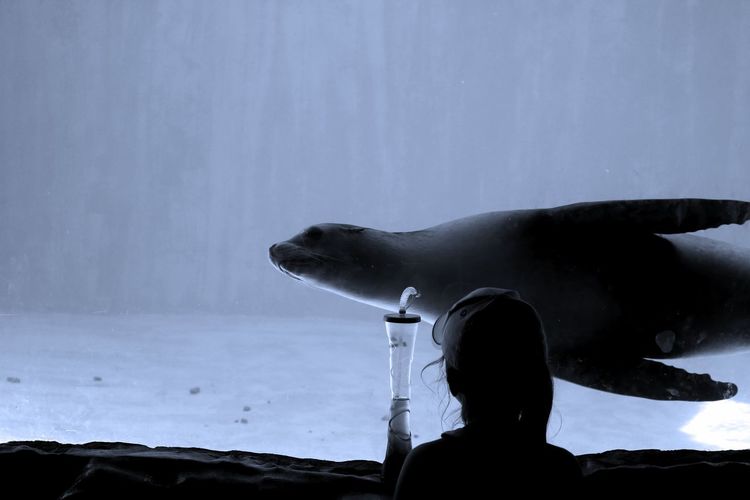 Rear view of girl looking at seal swimming in aquarium