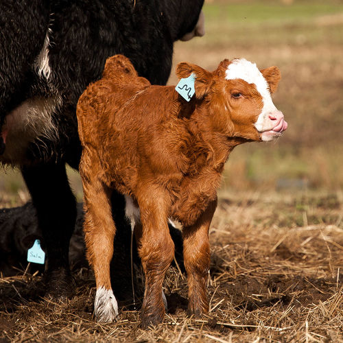 Calf standing at farm
