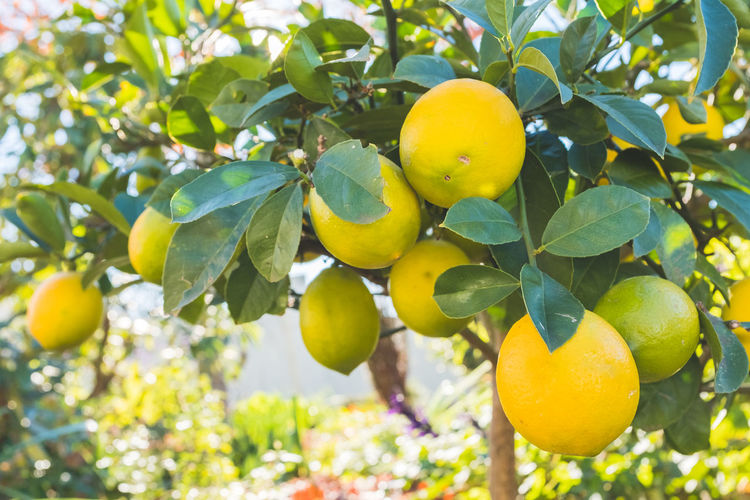 Fruits growing on tree