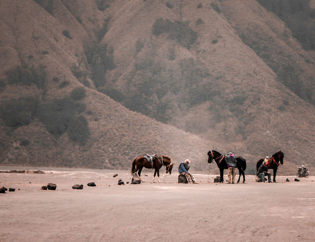 Horses walking on land