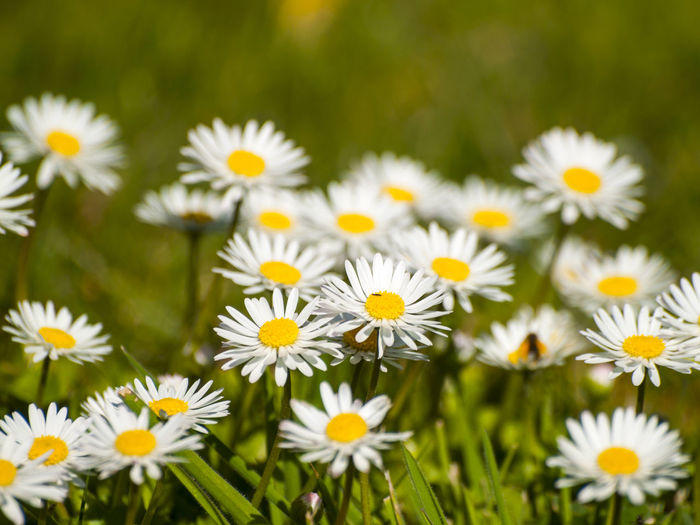 Close-up of white flowers growing on field