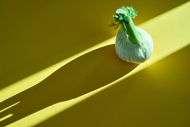 High angle view of fennel on yellow table