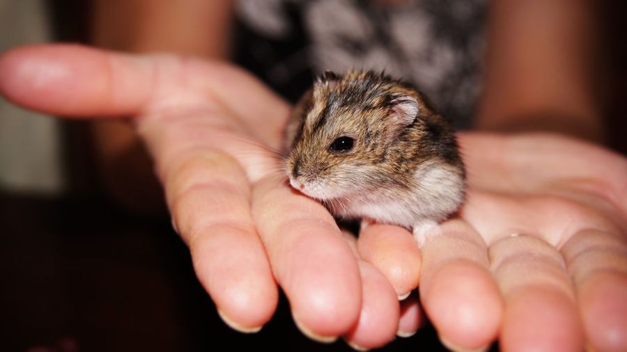 Close-up of cropped hand holding hamster