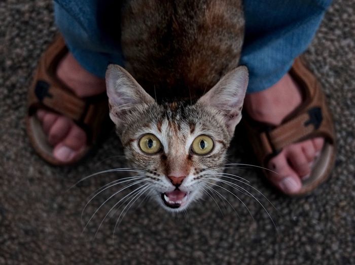 High angle view of cat sitting on man