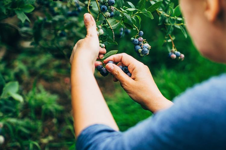Cropped image of woman picking fresh blueberries at farm