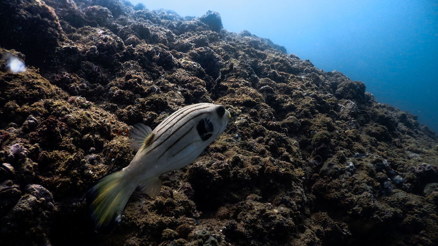 Narrow-lined pufferfish at mariveles