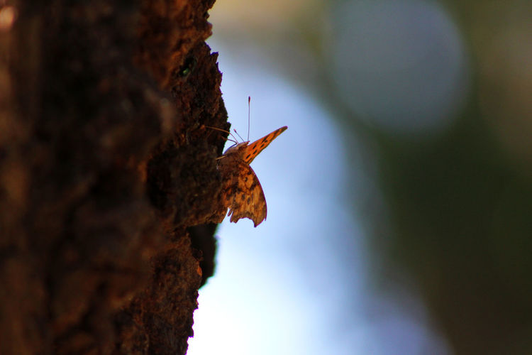 Close-up of butterfly