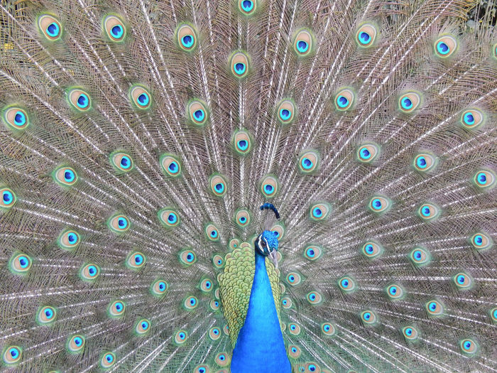 Full frame shot of peacock