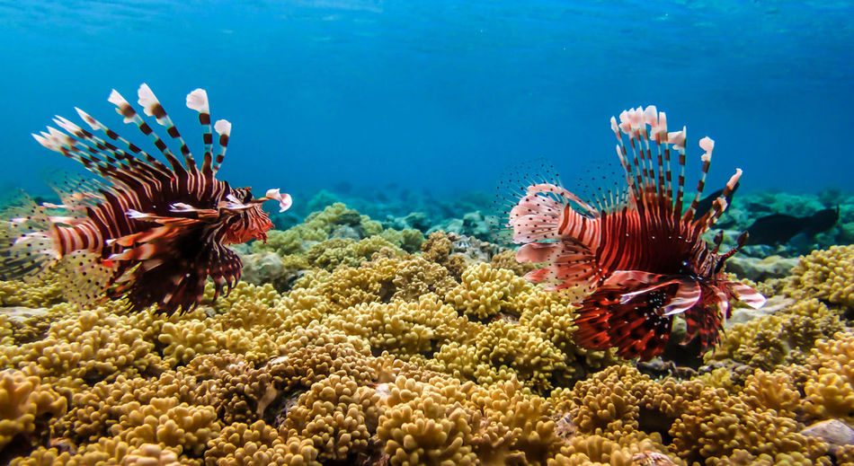 Close-up of coral in sea