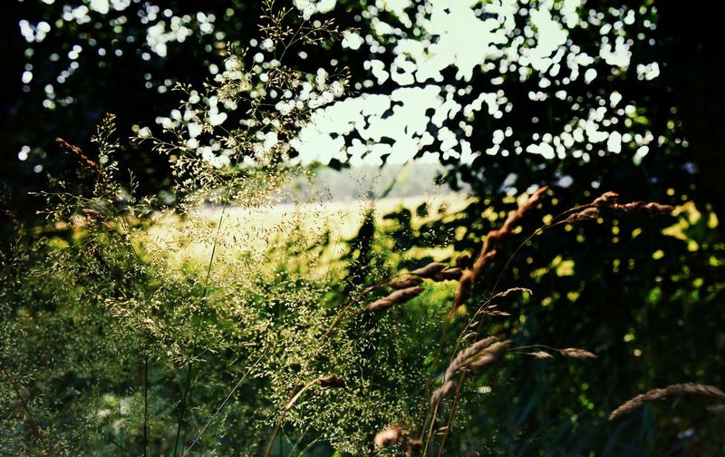 Plants growing on field