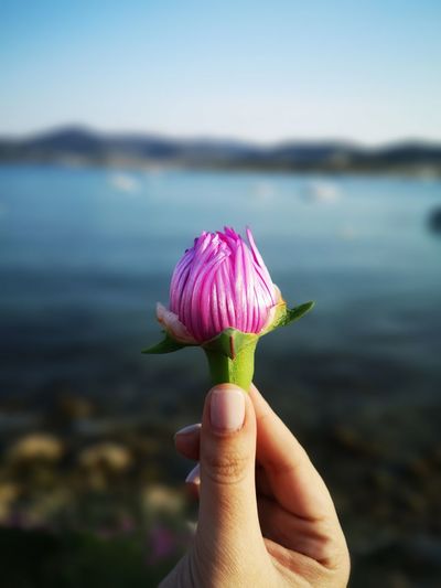 Cropped hand holding flower against lake