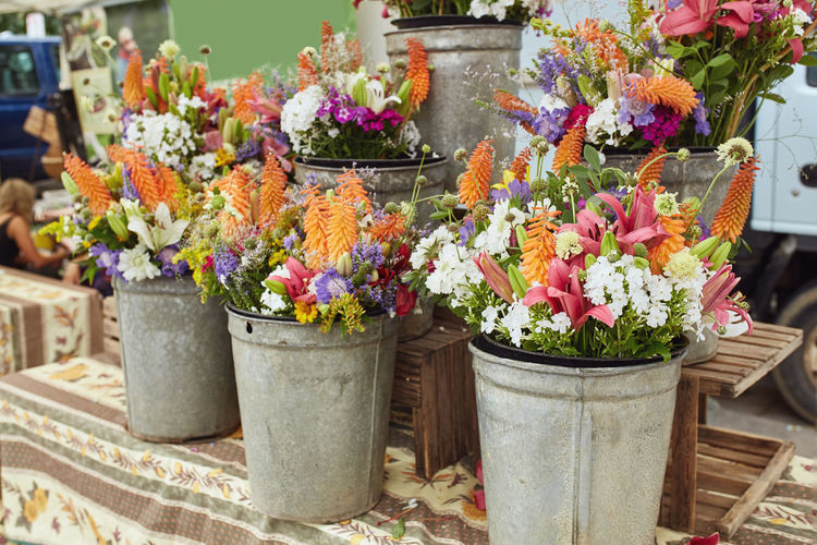 Flower pot plants for sale