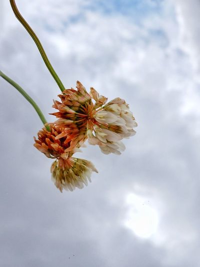 Close-up of white flowering plant against cloudy sky