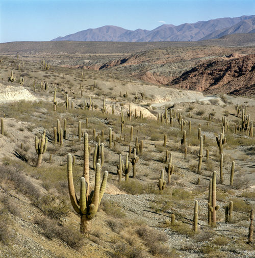 Cactus in the highlands of the andes, arid desert
