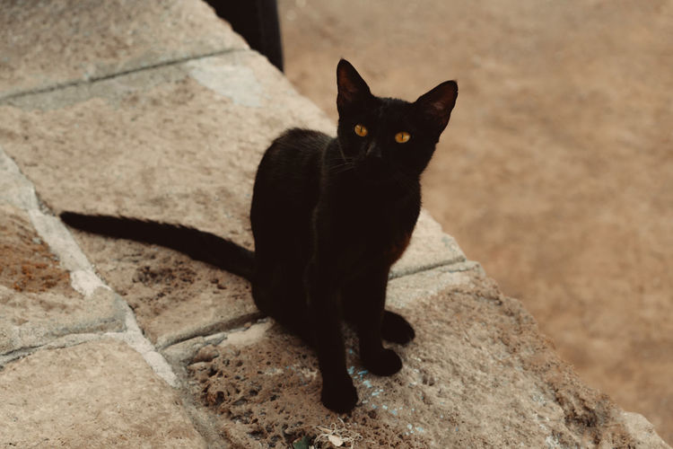 Portrait of black cat sitting outdoors