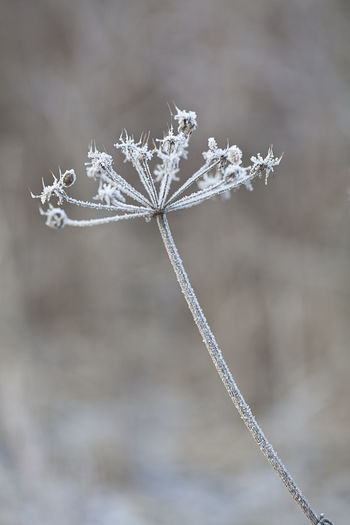 Close-up of frozen plant