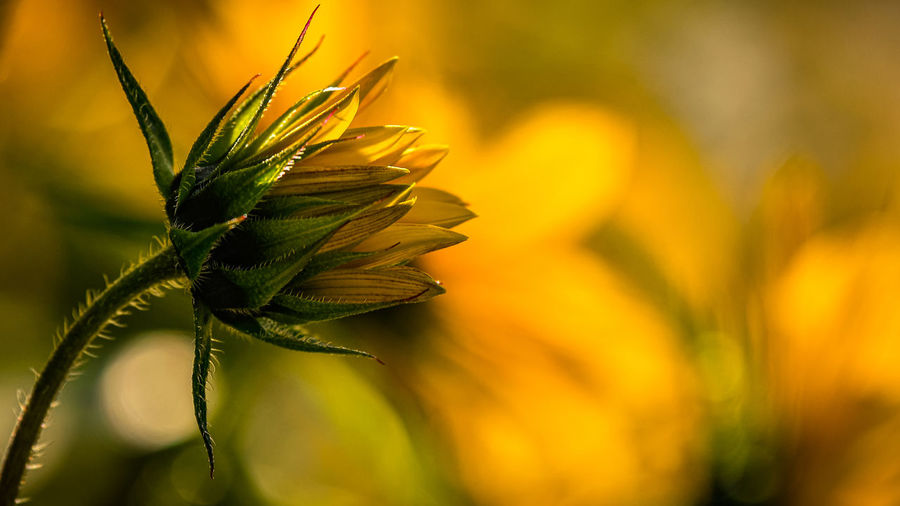 Close-up of plant