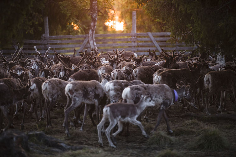 Hard of reindeers