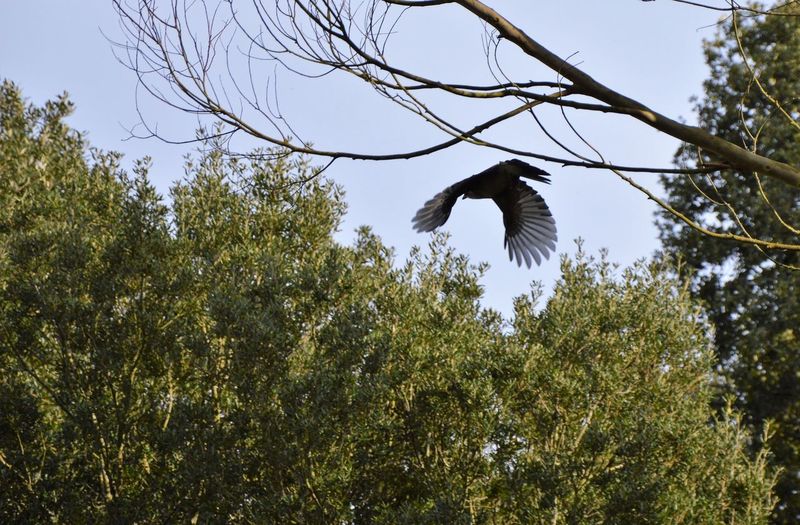 Low angle view of bird flying against trees