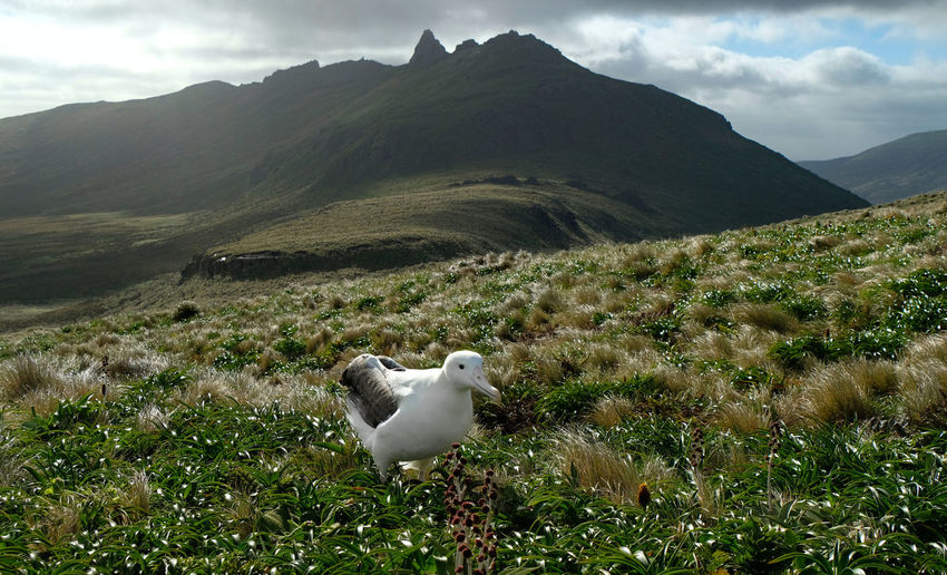 Royal albatross on grassy field against mountain