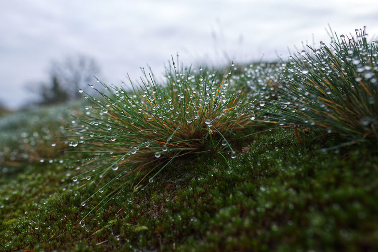 Close-up of raindrops on pine tree