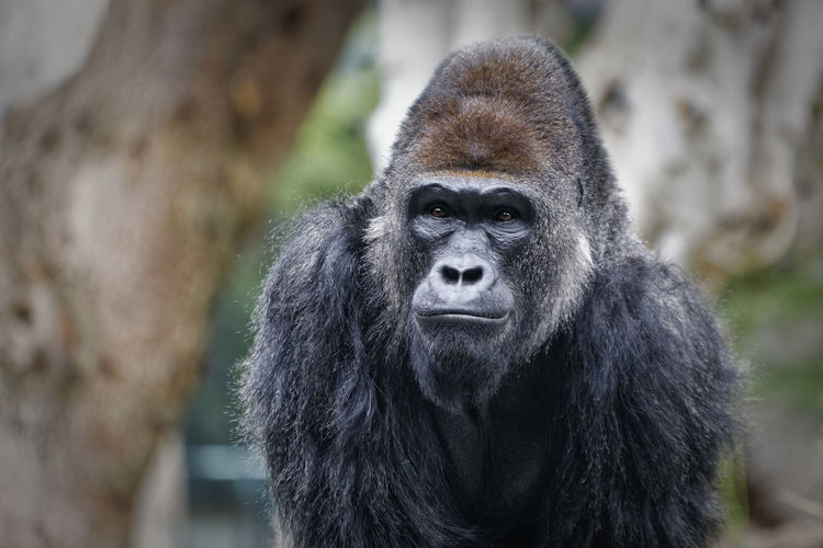 Gorilla portrait showing face with blurred background 