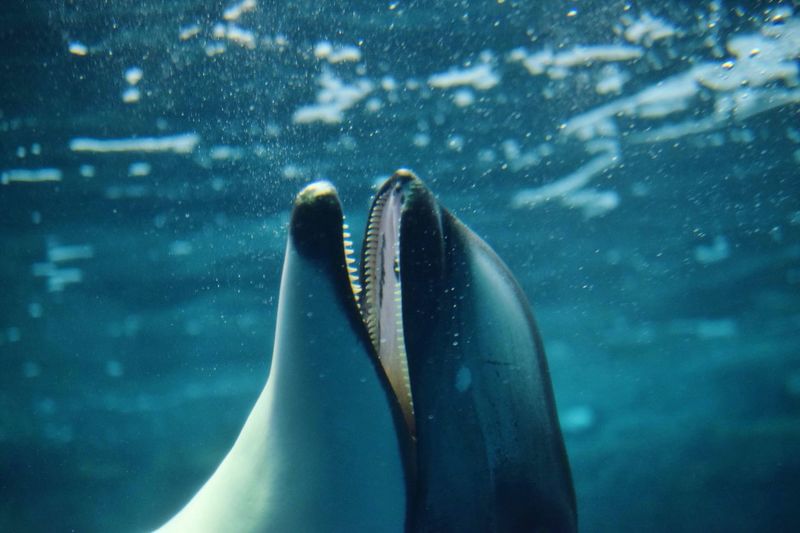 Close-up of dolphin fish at aquarium