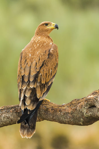 Close-up of golden eagle perching on branch