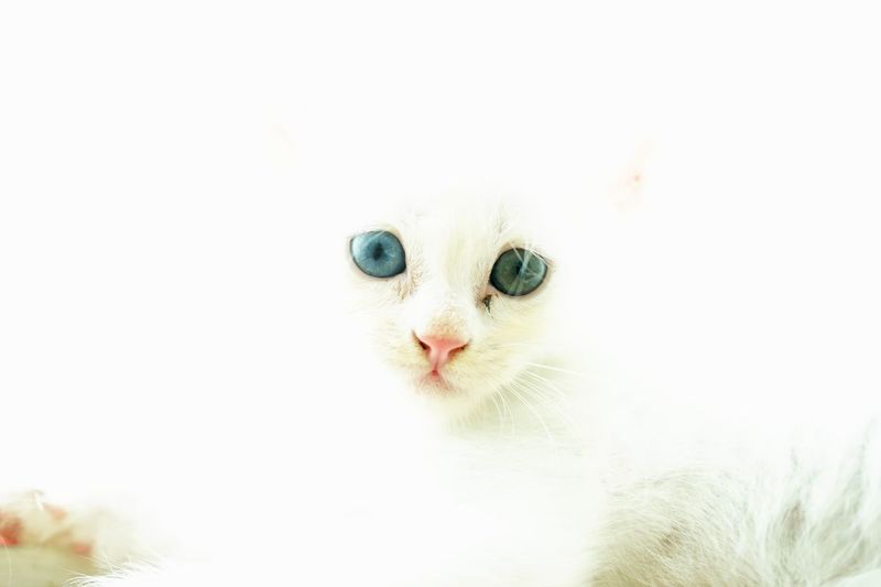 Close-up portrait of white cat