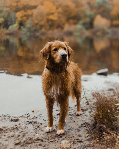 Full length of dog standing by lake
