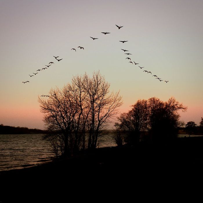 Flock of birds flying at sunset