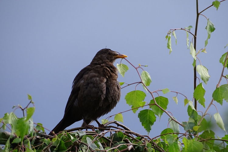 A blackbird on the tree