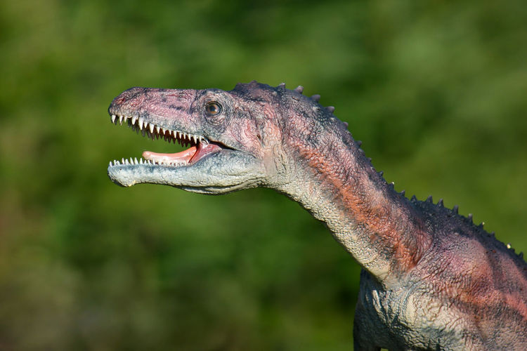 Close-up of dinosaur figurine