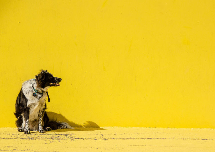 Dog relaxing on footpath against yellow wall