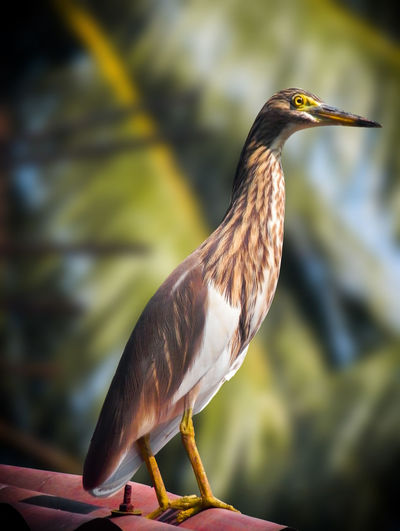 Close-up of a bird