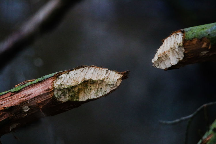Close-up of dry leaf on tree branch