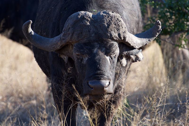 Wild cape buffalo in south africa