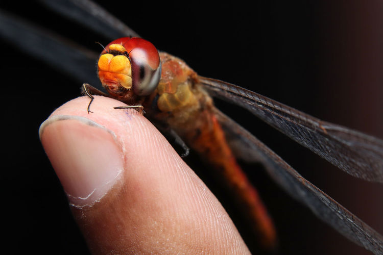 Close-up of a hand holding insect