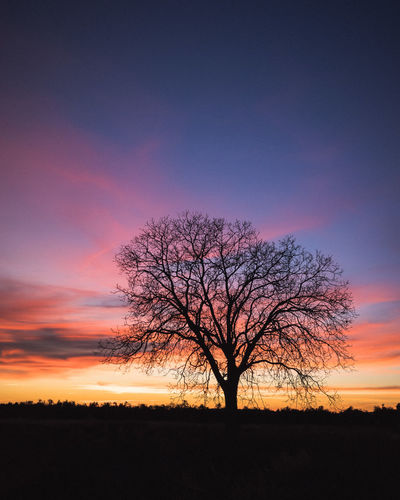 Bare tree on field against sky during sunset