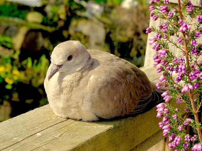 Young collared dove in the spring sunshine in england 