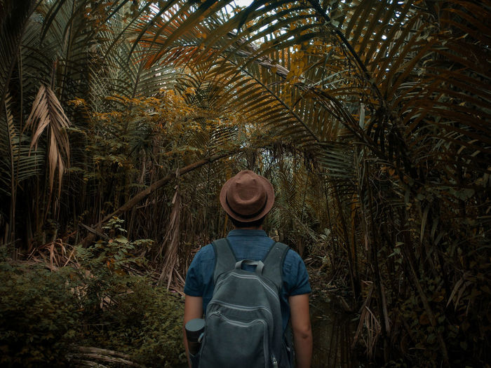 Rear view of man with backpack standing amidst trees in forest