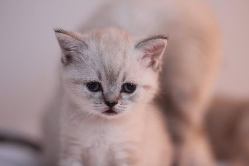 British shorthaired kitten 