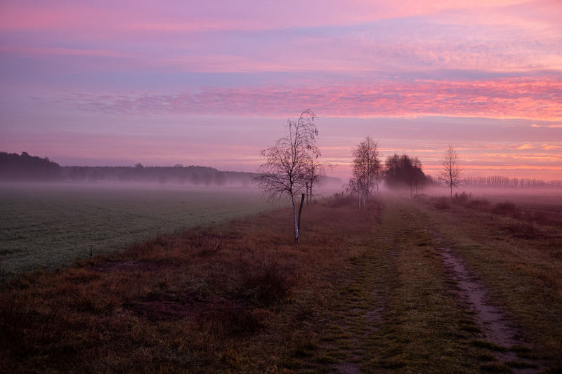 Trees on field against sky during sunset/sunrise