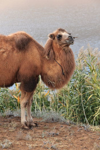 1141 bactrian camel-east bank of sumu barun jaran lake. badain jaran desert-inner mongolia-china.